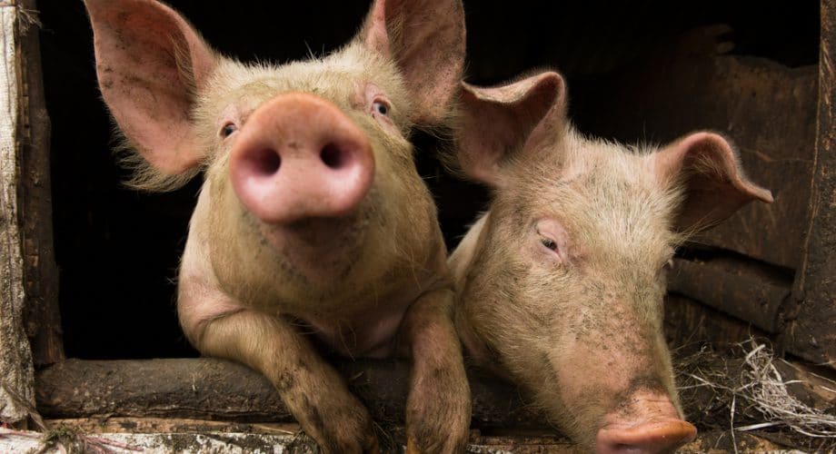 La science pour tous. Le porc est-il vraiment cochon ?