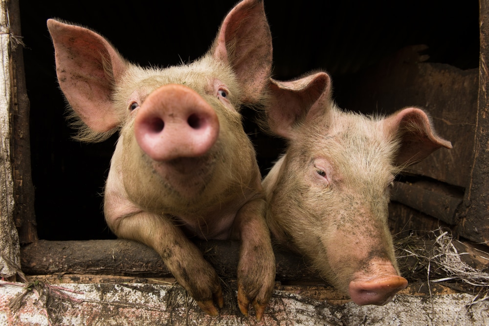 Que dit la Bible au sujet du porc